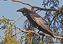 Corvus corax